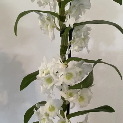 Orchidée dendrobium