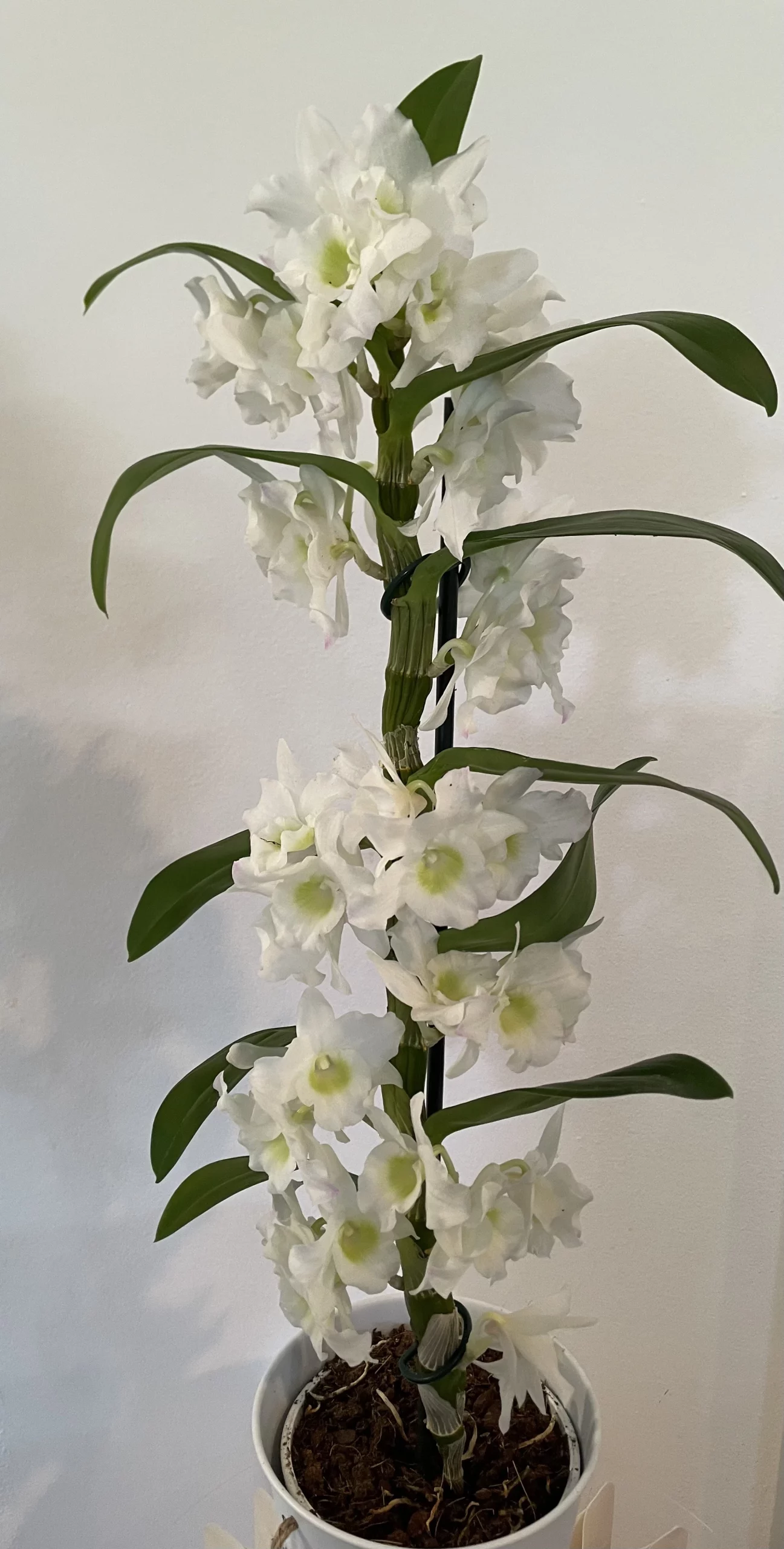 Orchidée dendrobium