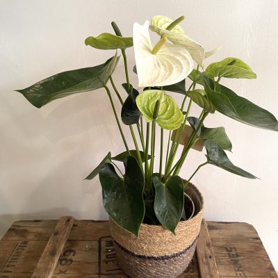 plante-anthurium-fleuriste-muret