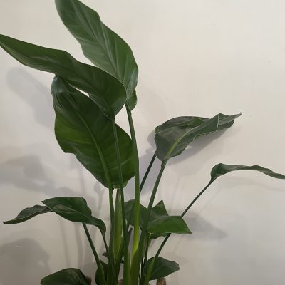 muret-fleuriste-plante-compositions