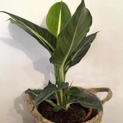 plante-fleuriste-muret