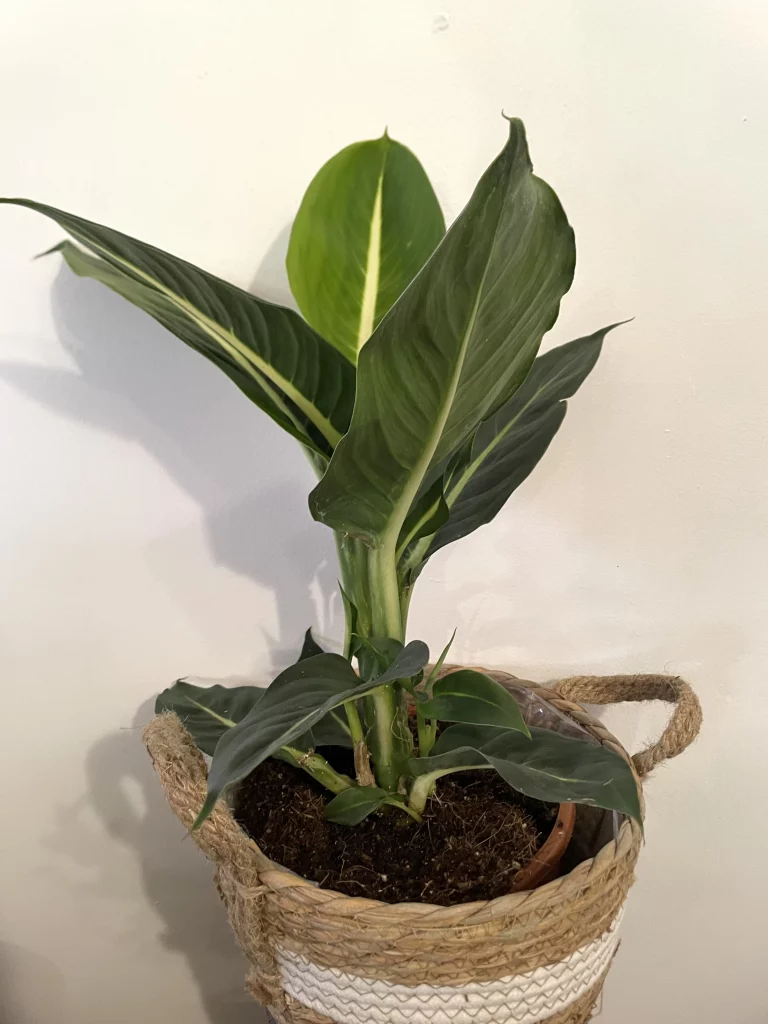 plante-fleuriste-muret