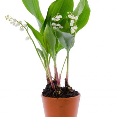 potmuguet-muguet-fleuriste-muret