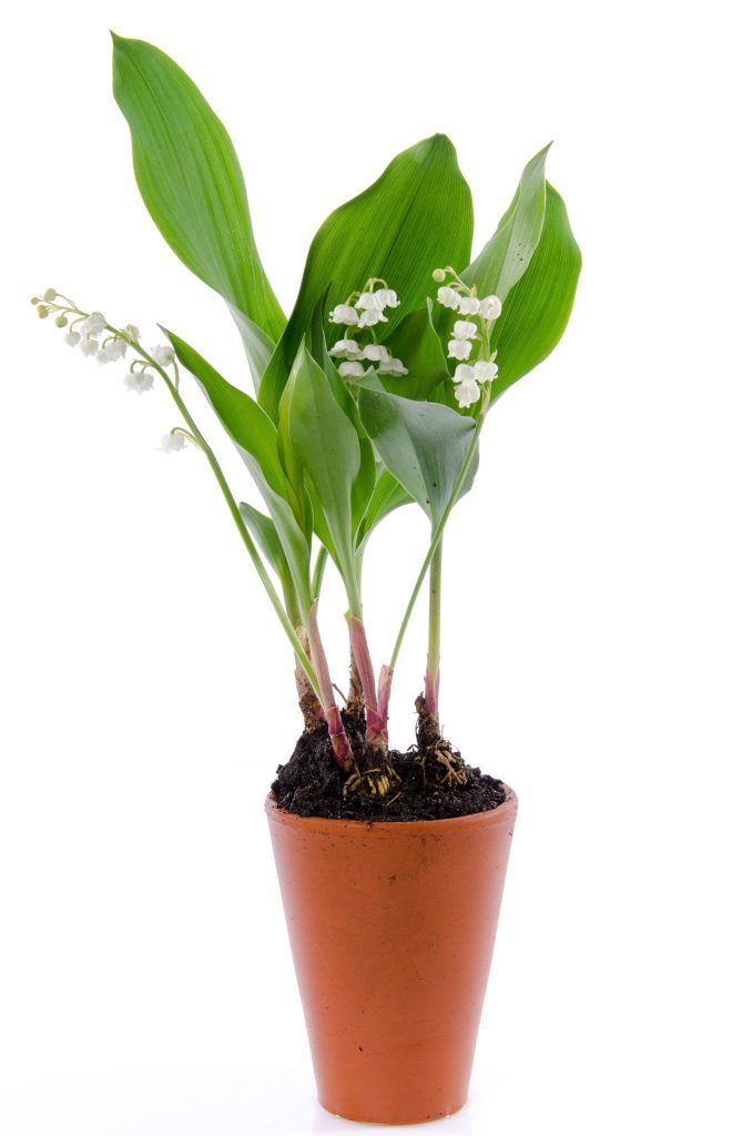 potmuguet-muguet-fleuriste-muret