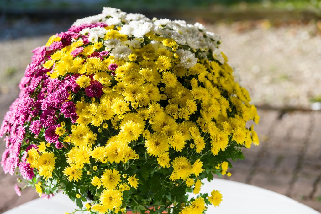 chrysantheme-productionlocale-