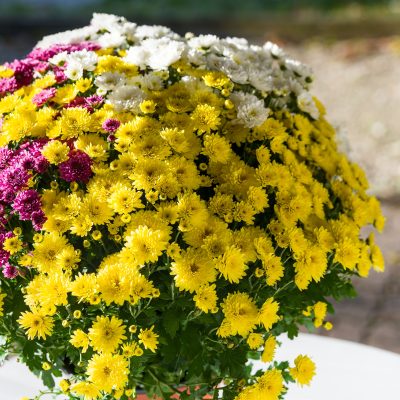 chrysantheme-productionlocale-