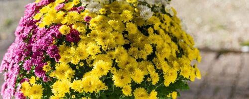 chrysantheme-productionlocale-
